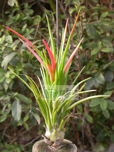 空凤-热带珍品展示-Tillandsia 'Dixie Pixie' 大香肠章鱼精灵