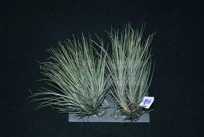 展示 绿领园空气凤梨植物无土栽培 tenuifolia 'Amethyst'紫水晶