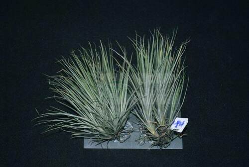 展示 绿领园空气凤梨植物无土栽培 tenuifolia 'Amethyst'紫水晶