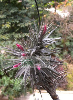 展示 空气凤梨 热带 Tillandsia aeranthos Clone#1紫色箭猪