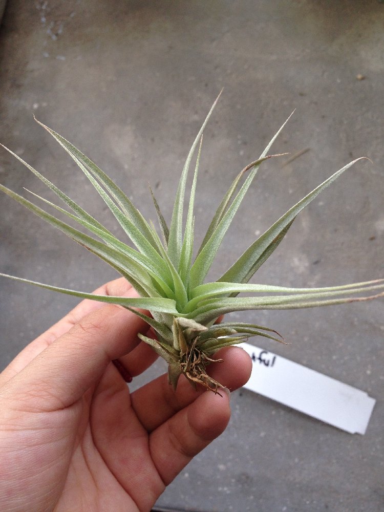 空气凤梨【展示】T.Delightful 霸王×罗兰