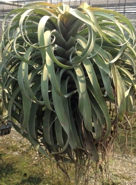 空气凤梨【展示】Tillandsia strephylla x 电卷杂交