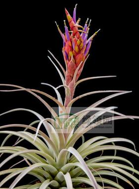展示 鸟岩 Tillandsia Queen's Sceptre 杂交哈里斯 x compressa
