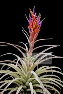 展示 鸟岩 Tillandsia Queen's Sceptre 杂交哈里斯 x compressa