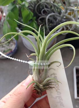 展示 空气凤梨 T.Celery Stalk 费西×犀牛角