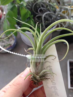 展示 空气凤梨 T.Celery Stalk 费西×犀牛角