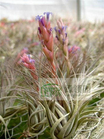 展示 Tillandsia Carminea 卡米娜 - 封面