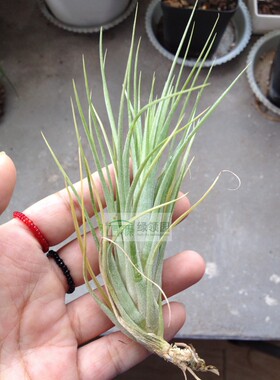 展示 空气凤梨 Tillandsia Curious Combo (flexuosa X ionantha)