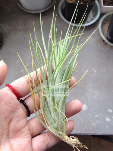 展示 空气凤梨 Tillandsia Curious Combo (flexuosa X ionantha) - 封面