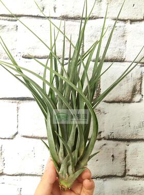 展示 空气凤梨 T.Velutina x Concolor 杂交（天鹅×空可乐）