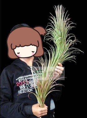 空凤  热带 Tillandsia 'Chiquininga' 费西巨精灵 '擎天'