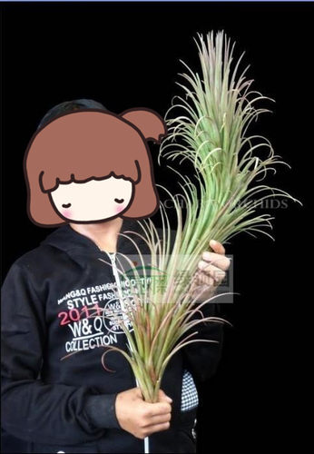 展示 空凤  热带 Tillandsia 'Chiquininga' 费西巨精灵 '擎天' - 封面