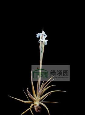 展示 空气凤梨 鸟岩 Tillandsia xiphioides 大型香花媳妇