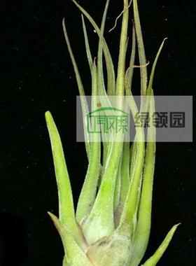 空气凤梨【展示】T. seleriana x caput-medusae 犀牛角x女王头