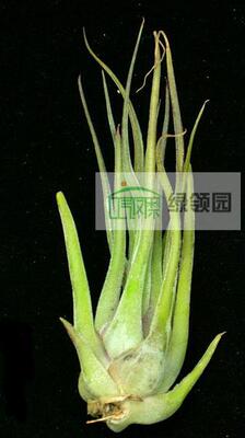 展示 空气凤梨 T. seleriana x caput-medusae 犀牛角x女王头