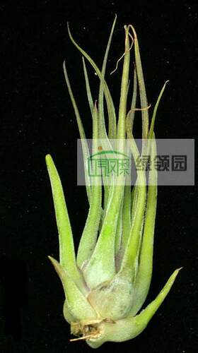 展示 空气凤梨 T. seleriana x caput-medusae 犀牛角x女王头