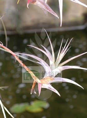 空气凤梨【展示】T.latifolia Delgado 毒药Delgado变种-花梗芽型