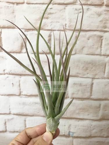 空凤【鸟岩】T. durangensis x capitata v.domingensis