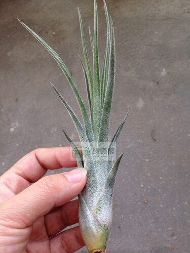展示 空气凤梨 T.circinnatoides x caput-medusae象牙×女王头