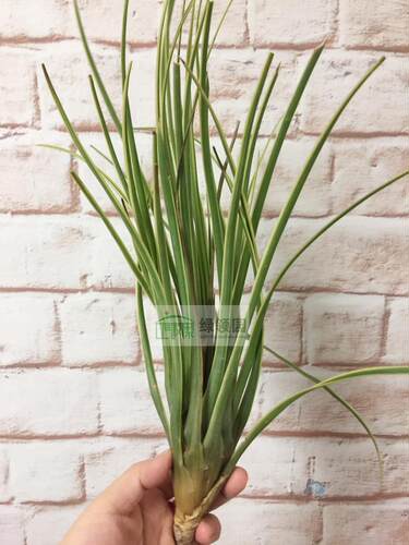 展示 Tillandsia cyanea Marginata 新园艺种金边球拍锦