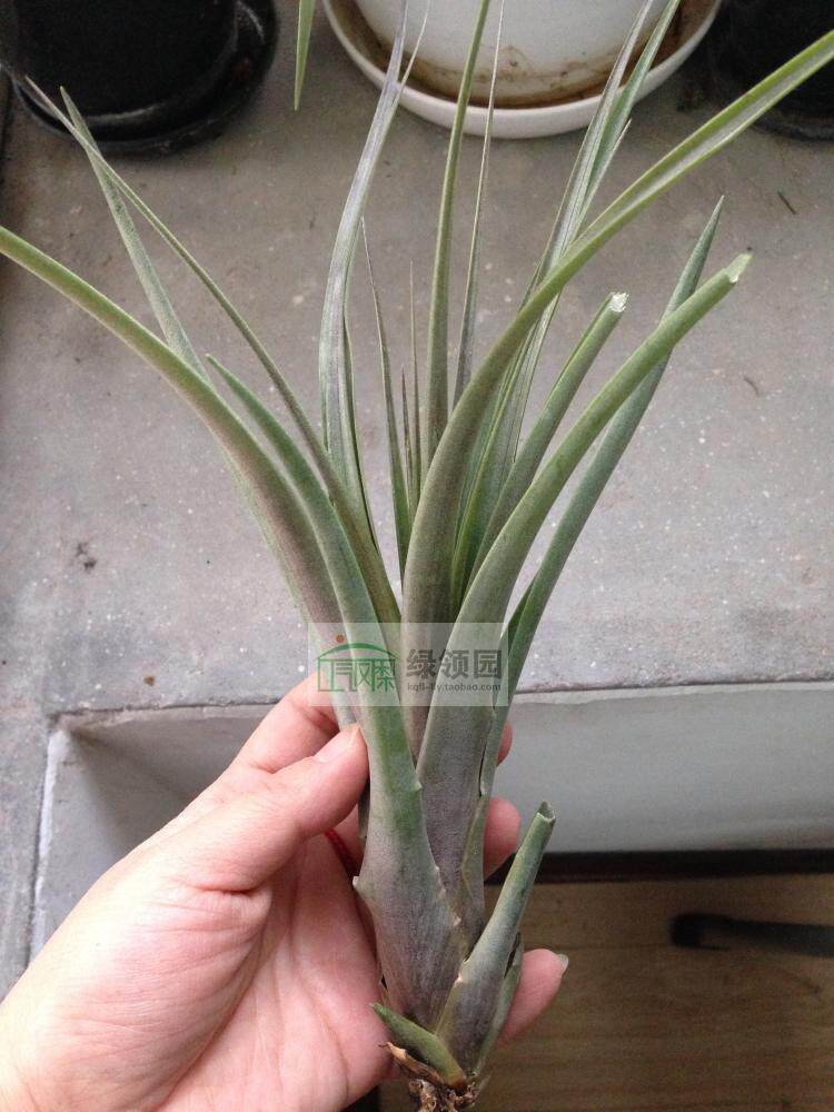 空气凤梨【展示】T.Belloensis x Flabellata稀有杂交贝乐斯x火焰