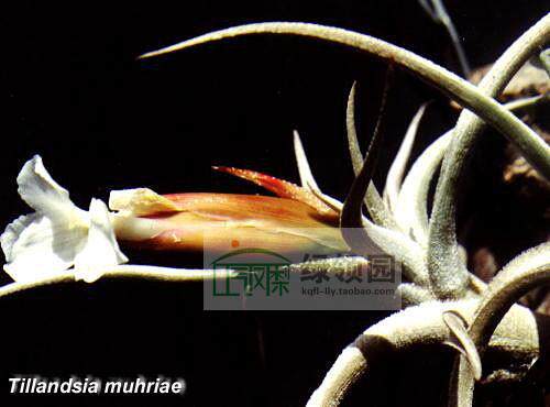展示 空气凤梨 Tillandsia muhriae 质感超美原生品种