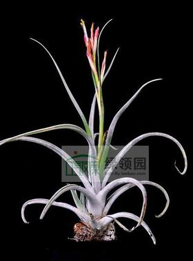 空气凤梨【展】T.caput-medusae x karwinskyana美杜莎x'银火焰'