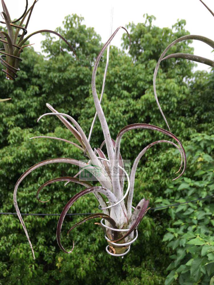 展示 空气凤梨 Tillandsia Chiapensis x Caput.香槟X美杜莎