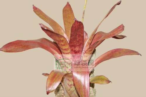 展示 空气凤梨 Racinaea spiculosa v. ustalata 棕色斑马