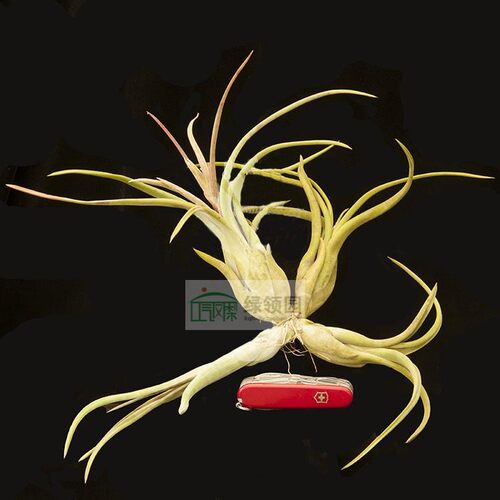 展示 空气凤梨 T. The Sentinel (paucifolia X caput-medusae)