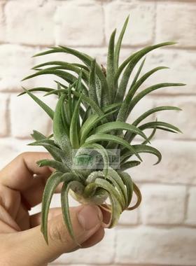 展示 空气凤梨 Tillandsia ionantha var.grosse form 大型变种