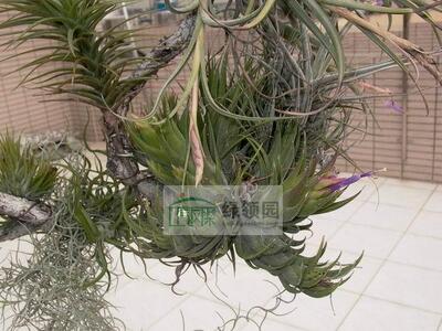 展示 空凤 Tillandsia Ionantha X Seleriana 萌萌版精灵x犀角