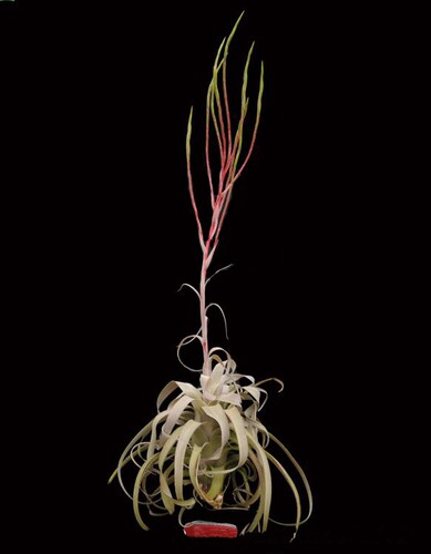 展示 空气凤梨 Tillandsia Saint Eulogius 阿比达×电卷