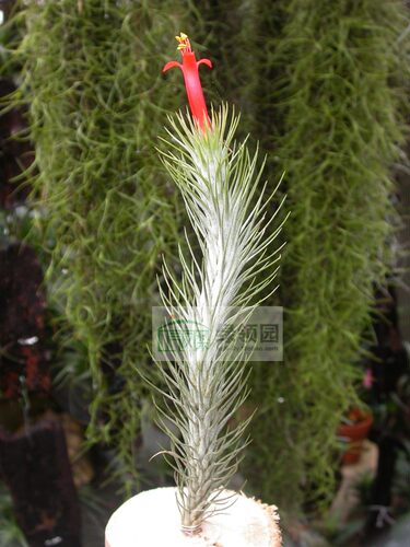 展示 空凤 热带 Tillandsia funckiana 'Giant Form'巨型狐尾