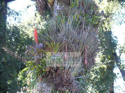 展示 空气凤梨 Tillandsia mateoensis 流星