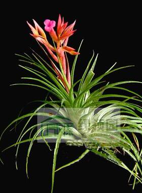 展示 空气凤梨 T.geminiflora x sucrei罕有杂交绿薄纱x苏黎世