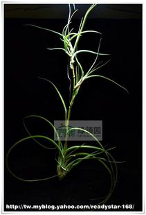 展示 空气凤梨 Tillandsia baileyi 'Halley's Comet'贝艺利变种