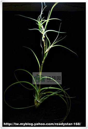 展示 空气凤梨 Tillandsia baileyi 'Halley's Comet'贝艺利变种