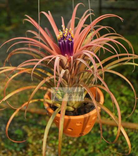 空气凤梨【展示】T.capitata'Orange'x ionantha 卡比橙精灵