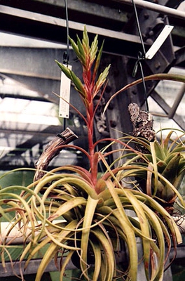 展示 空气凤梨 Tillandsia Maritima