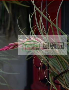 空气凤梨【展示】T. didisticha X latifolia (迪迪杂毒药)