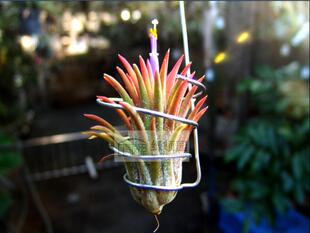 【展示】Tillandsia ionantha Ecuador厄瓜多尔精灵（大）已开花