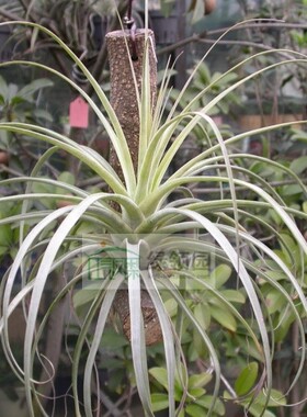 展示 空气凤梨 热带 Tillandsia flagellata  ‘’舞娘' 种株