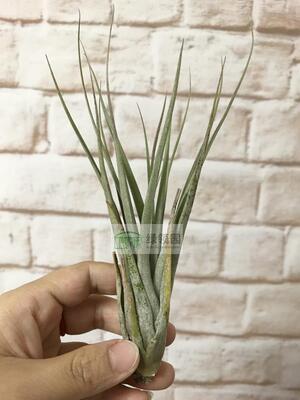 展示 空凤 T.Jalisco-monticola x (xerographica x chiapensis)