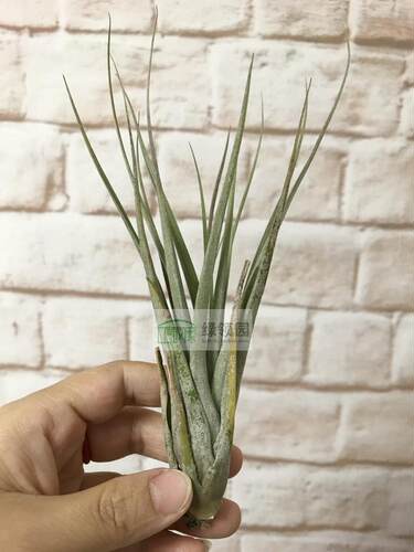 展示 空凤 T.Jalisco-monticola x (xerographica x chiapensis)