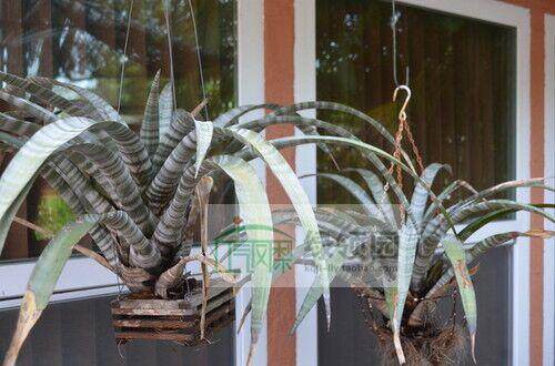 展示 空气凤梨 热带 Tillandsia hildae 带编号原生宽叶斑马
