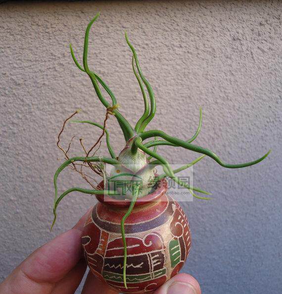 展示 空凤Tillandsia Bulbosa'Mini Brazil'微型品种迷你巴西章鱼