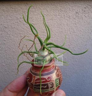 Brazil 展示 Mini Bulbosa 微型品种迷你巴西章鱼 空凤Tillandsia
