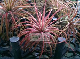 展示 空凤 Tillandsia Ionantha Red Large精灵品种红精灵