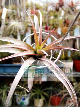 展示 空凤 T.capitata yellow x (xerographica x chiapensis)